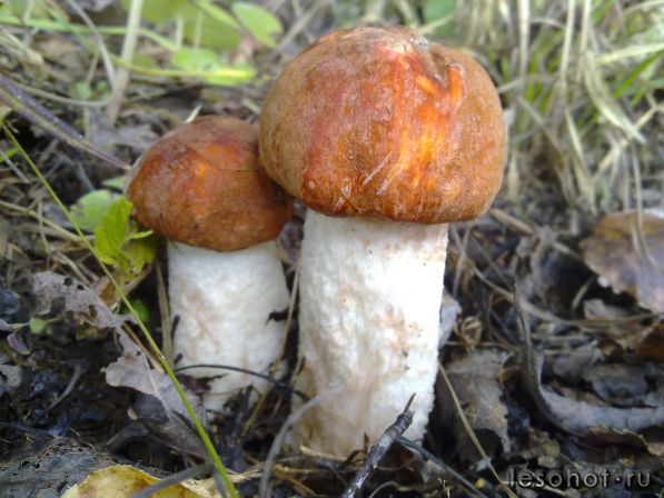 270920111290.jpg