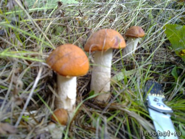 190920111276.jpg