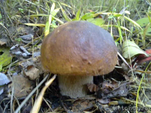270920111287.jpg