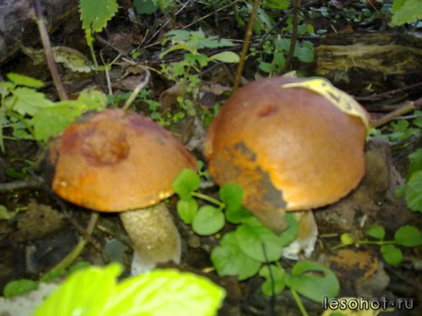 26082009388.jpg
