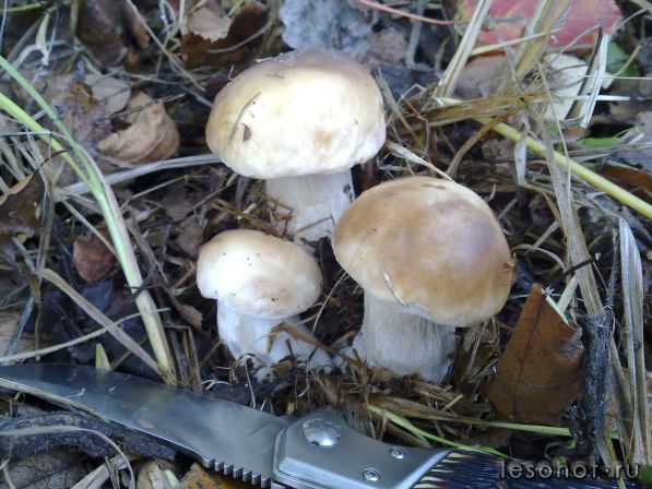 270920111291.jpg