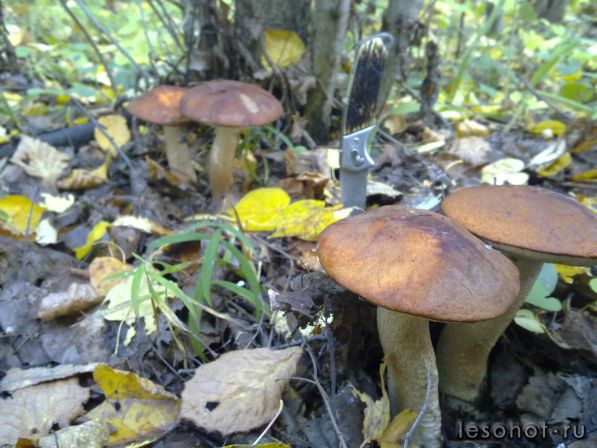 270920111285.jpg