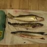 DSC02640.JPG
