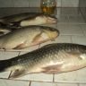 DSC02917.JPG