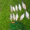 DSC00942.JPG