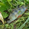 DSC00106.JPG