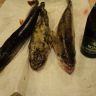 DSC02643.JPG