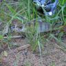DSC00083.JPG