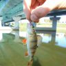 DSC00116.JPG