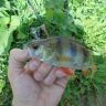 DSC00109.JPG