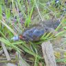 DSC00101.JPG