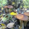 270920111285.jpg