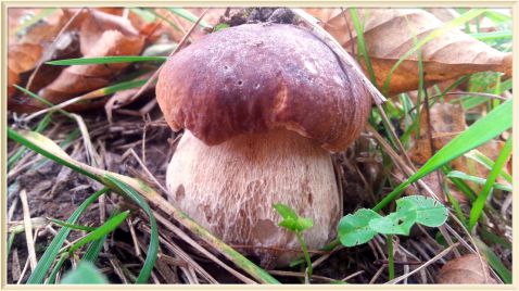     .   2017 / Hunting Mushrooms Boletus Edulis