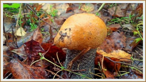     .   2017 / Mushrooms Hunting