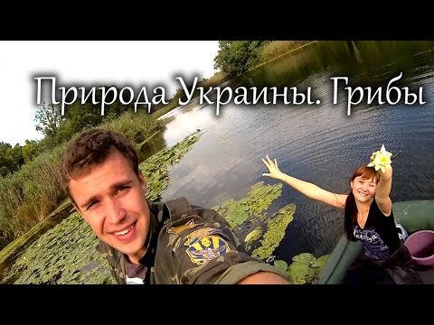  . (Ukraine's Nature. Mushrooms) ...Turistorii