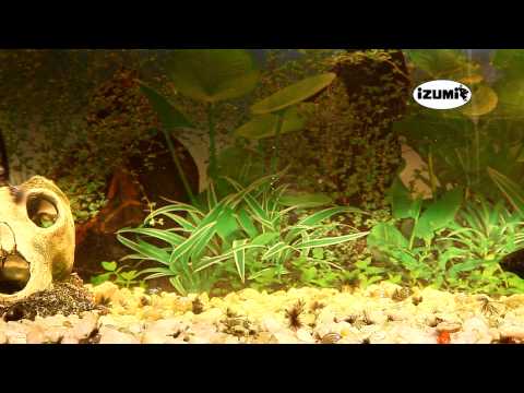 IZUMI UMAMI soft bait