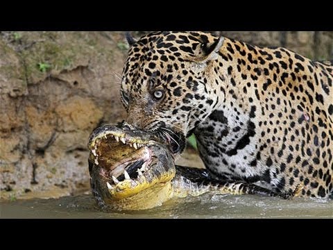Jaguar attack Crocodile - Jaguar vs. Crocodile.   
