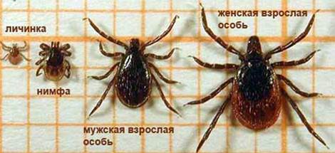 http://www.infoniac.ru/upload/medialibrary/8ee/8ee60bc7d3a66617c67f4e0b419455dd.jpg