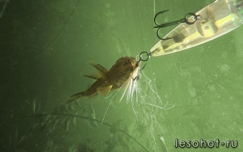 underwater1569