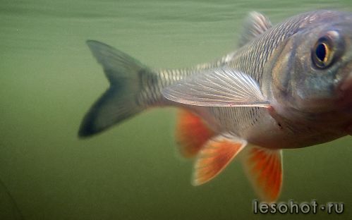 underwater1574