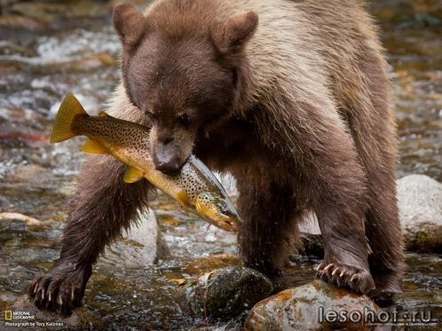 national geographic