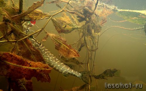 underwater1571