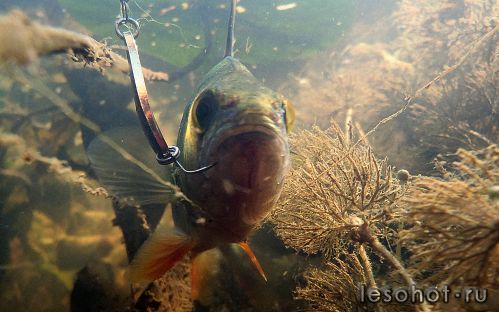 underwater1566