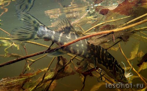 underwater1572