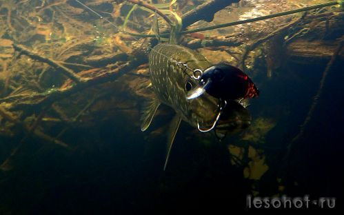 underwater1578