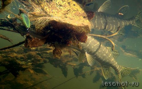 underwater1579