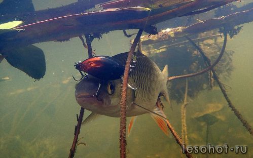 underwater1576