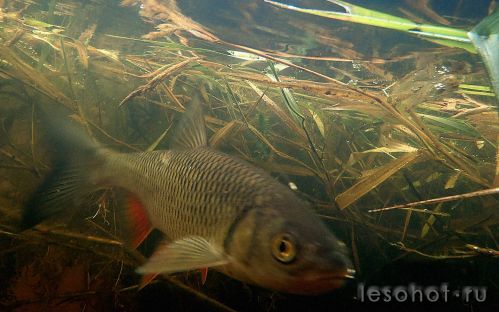 underwater1573