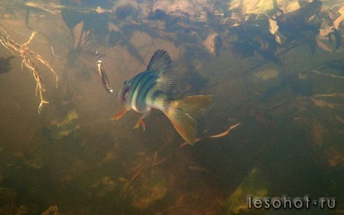 underwater1567