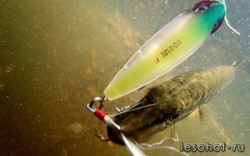 underwater1568