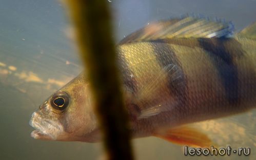 underwater1565