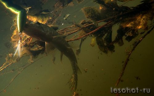 underwater1581