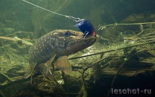 underwater1577