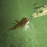 underwater1569