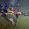 underwater1575