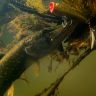 underwater1580