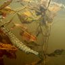 underwater1571