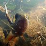 underwater1566