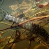 underwater1572