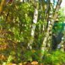 0_55375_132b54e1_XXL