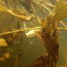 underwater1570