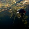 underwater1578