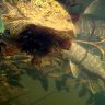 underwater1579