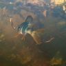 underwater1567