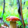 0_55373_6f5a7_XXL