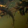 underwater1581